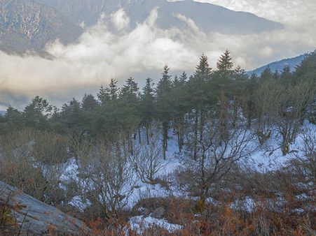 Pangolakha Wildlife Sanctuary