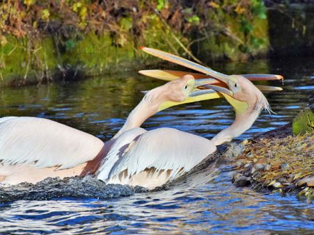 Things To Do In Uppalapadu Bird Sanctuary