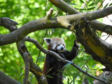 Fambong Lho Wildlife Sanctuary
