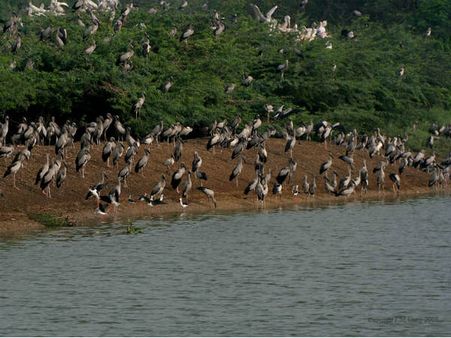 Species And Populations Of Birds