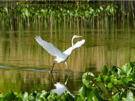 Kheoni Wildlife Sanctuary
