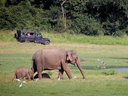 Why You Should Visit Koundinya Wildlife Sanctuary