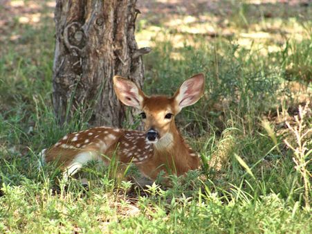 4. Ralamandal Wildlife Sanctuary