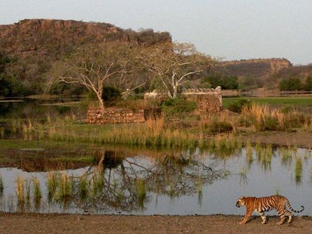 34. Ranthambore National Park
