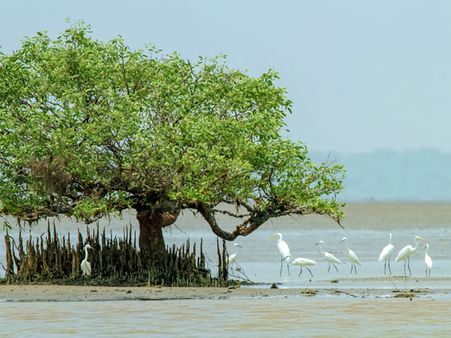 7. Coringa Wildlife Sanctuary 7. Coringa Wildlife Sanctuary