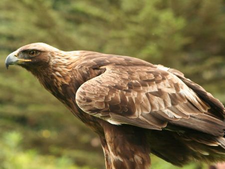 Himalayan Golden Eagle