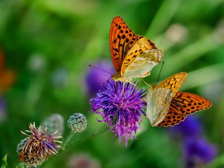 4) Capture The Beauty Of Butterflies