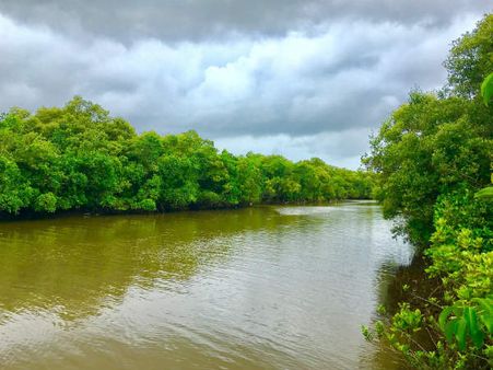 5) Has About 60% Area Under The Forest Cover