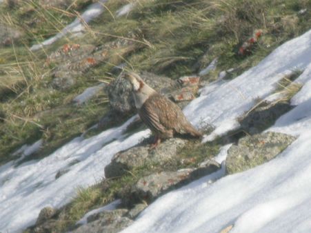 Himalayan Snowcock