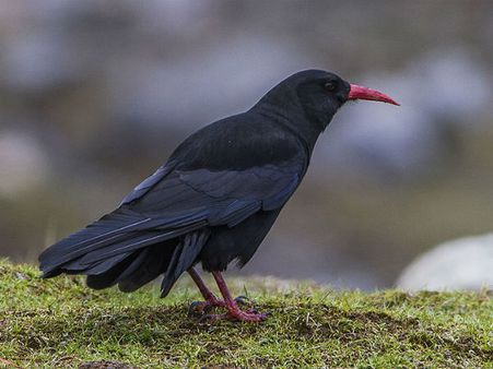 Choughs