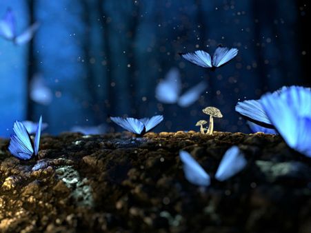 5) Debrigarh Wildlife Sanctuary