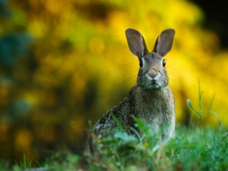 Nurtures Richly Diverse Wildlife