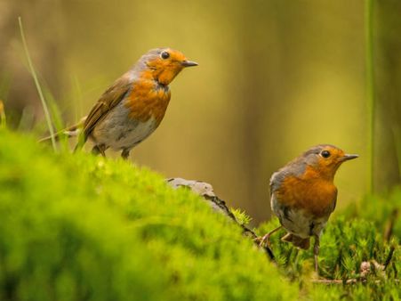 Why You Must Visit Mount Harriet National Park Why You Must Visit Mount Harriet National Park