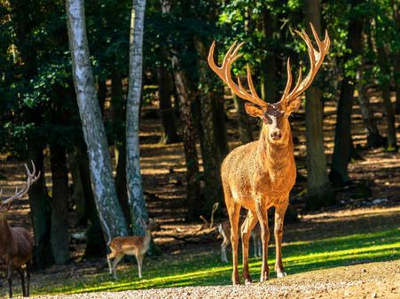 4) Rich Flora And Fauna