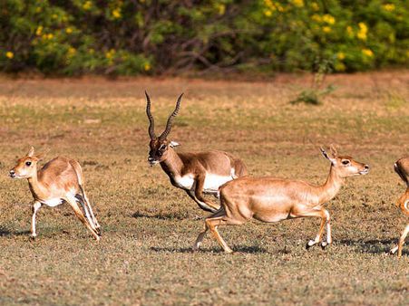 4) Houses A Richly Diverse Wildlife
