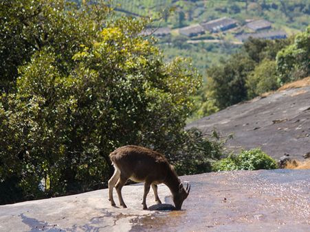 1) Rajamalai National Park