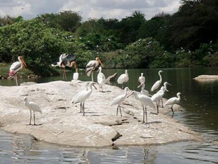 Ranganathittu Bird Sanctuary