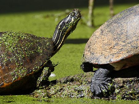 1. Coringa Wildlife Sanctuary