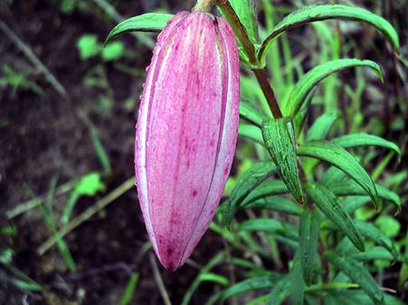 1. Shirui Kashong Peak