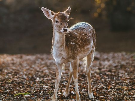 4. Sinemon Wildlife Sanctuary