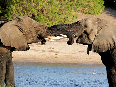 1. Dubare Elephant Camp