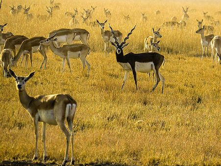 2) Blackbuck National Park, Velavadar