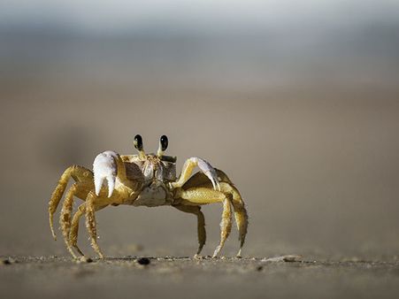 2. Dr. Salim Ali Bird Sanctuary