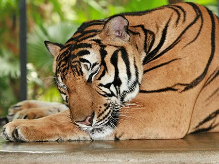 2. Namdapha National Park And Tiger Reserve