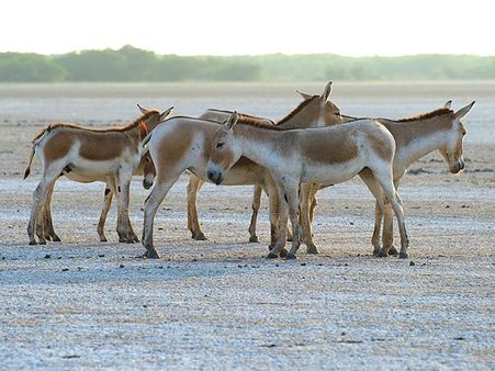4) Wild Ass Wildlife Sanctuary, Little Rann of Kutch