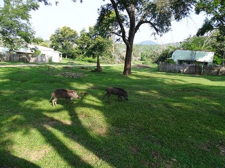 3. Bandipur National Park
