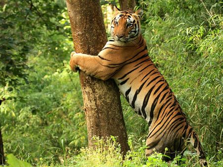 1. A safari ride at Kanha National Park