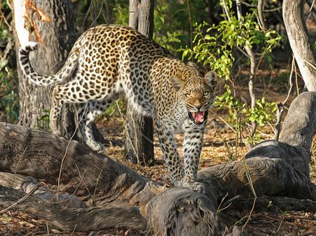 1. Explore native animal exhibits