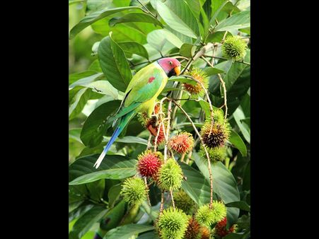 5. Home To Diverse Flora and Fauna