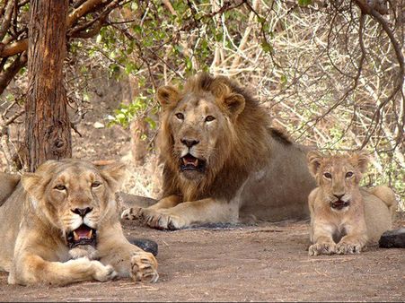 2. Gir National Park