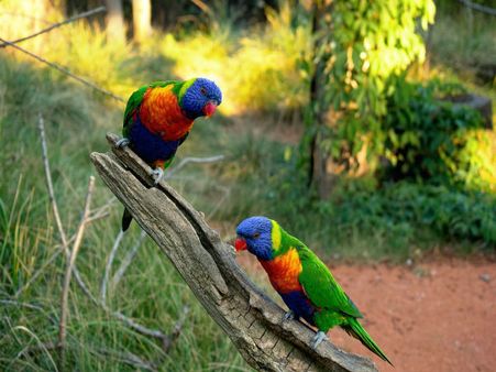 7. Witness Animals In Their Natural Habitat In Kanha Wildlife Sanctuary