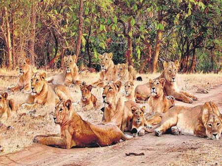 1. Gir National Park, Gujarat