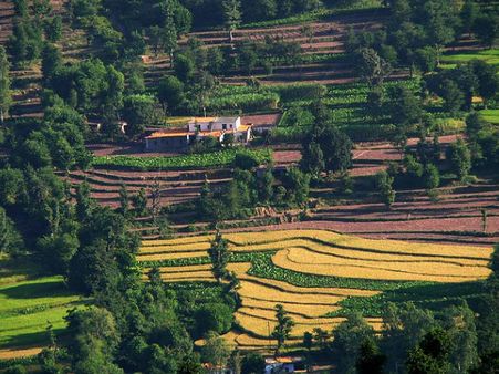 8. Kasauli