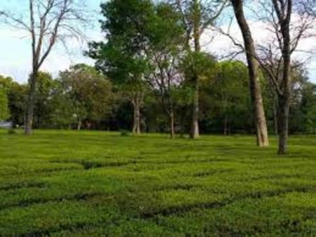 5. Palampur 5. Palampur