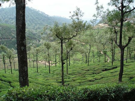 7. Valparai
