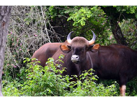 3. Bandipur National Park 3. Bandipur National Park