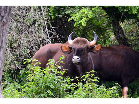 3. Bandipur National Park