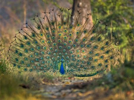 8. Manas National Park 8. Manas National Park