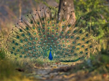 8. Manas National Park