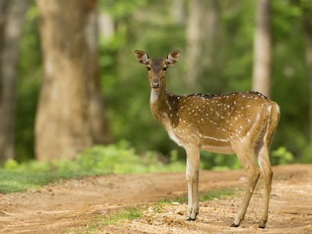 10. Nagarhole 10. Nagarhole