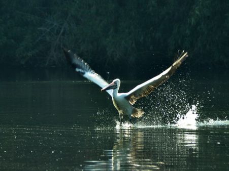 Thol Lake Bird Sanctuary