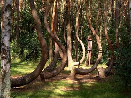 Crooked Forest, Poland