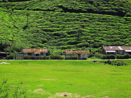 Munnar, Kerala