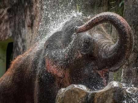 Mudumalai Wildlife Sanctuary