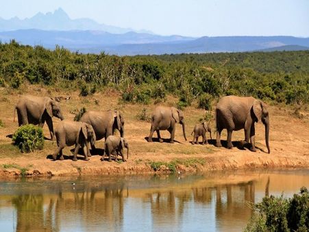 Jim Corbett National Park