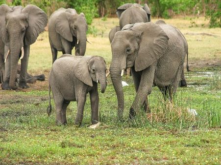 Kaziranga National Park